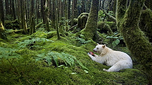 white Animal near trees in forest at daytime