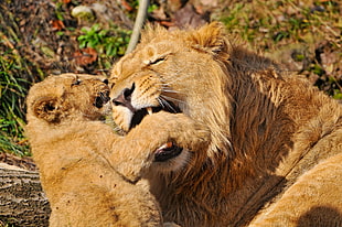 Lion with baby lion during daytime HD wallpaper