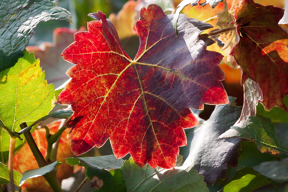 red and black leaf plant close up photo HD wallpaper
