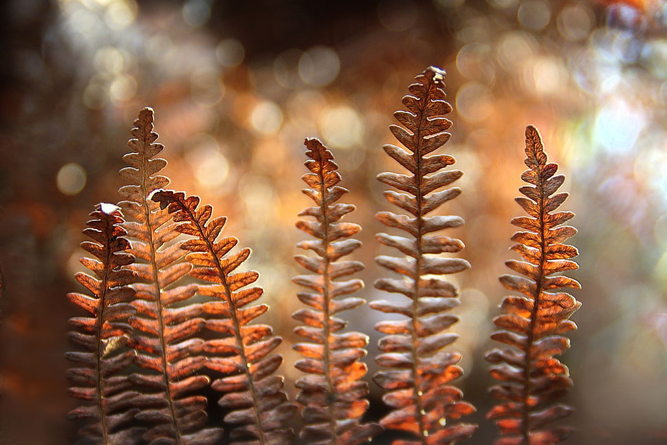 brown leaf, leaves, bokeh, macro, fall HD wallpaper