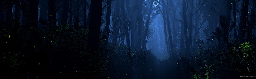 forest, dark HD wallpaper