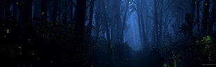 forest, dark