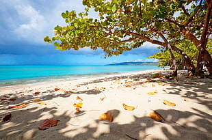 green leafed tree, nature, landscape, Virgin Islands, beach