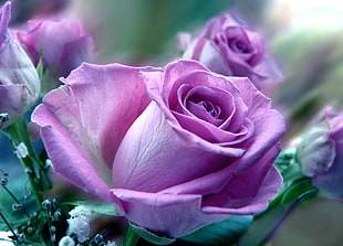 closeup photo purple roses