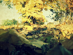 tilt shift lens photography of dried leaves HD wallpaper