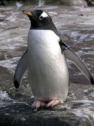 close-up photo of penguin during daytime HD wallpaper