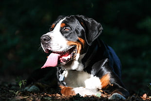 Entlebutcher mountain dog prone lying on grass at daytime