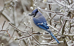 blue Northern Cardinal, ice, birds, blue, animals
