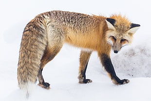 orange Fox on snow HD wallpaper