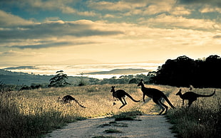 kangaroos on road
