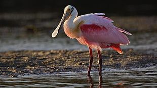 white and pink flamingo on body of water