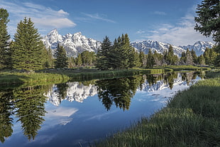 body of water surrounded with grasses and pine trees, grand teton national park