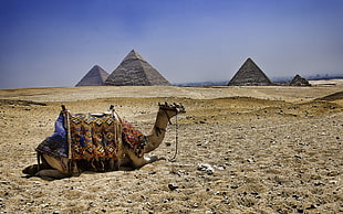 brown Camel near pyramids during daytime