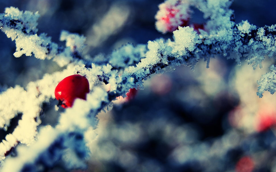 closeup HD wallpaper