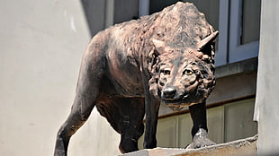 brown and black wolf statue
