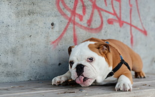 white and brown bulldog with black leash