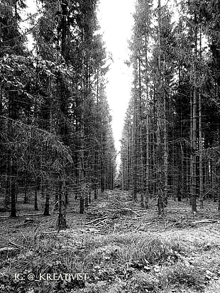 grayscale photo of pine trees, forest, nature, dead trees, monochrome