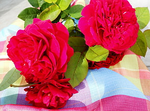 pink rose on multi-colored plaid textile