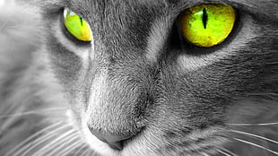 gray cat with green eye, cat, selective coloring, eyes, animals