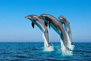 photo of three dolphins jumping on sea