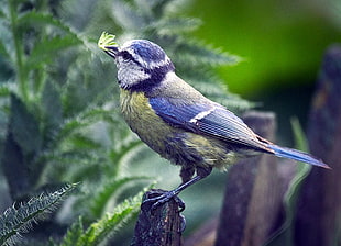 blue and green short-beak bird on brown wooden fence beside green leaf in closeup photography, blue tit