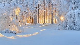trees covered with snow at sunset