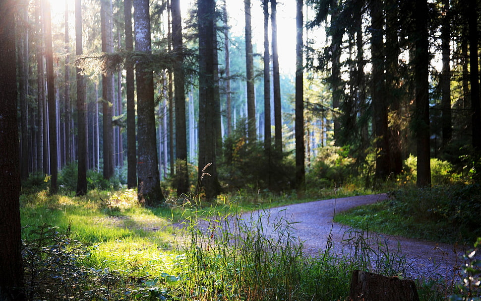 tree trunks, forest, trees, path, nature HD wallpaper