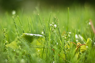 green grass close up