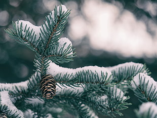 green pine tree, Spruce, Cones, Snow