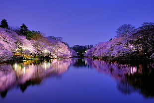 body of water with Sakura trees beside it HD wallpaper
