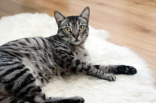 silver tabby cat lying on white fur area rug