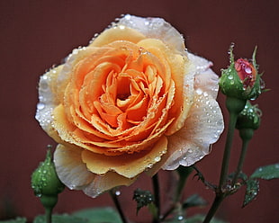 orange and white rose closeup photography