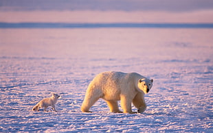 polar bear, animals, polar bears, Friends, snow HD wallpaper