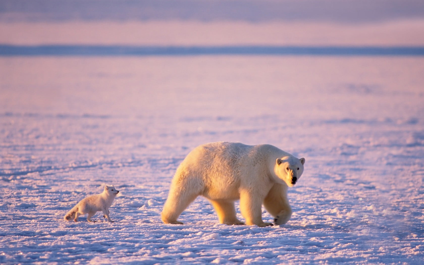 polar bear, animals, polar bears, Friends, snow