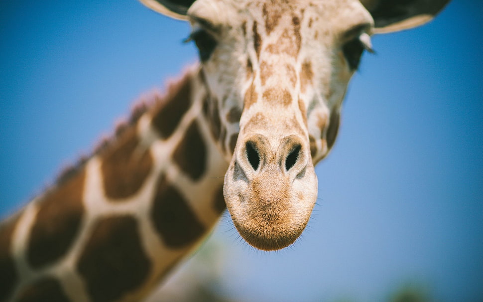 Bokeh photography of giraffe face HD wallpaper