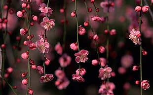 photo of pink petaled flower