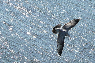 seagull bird HD wallpaper