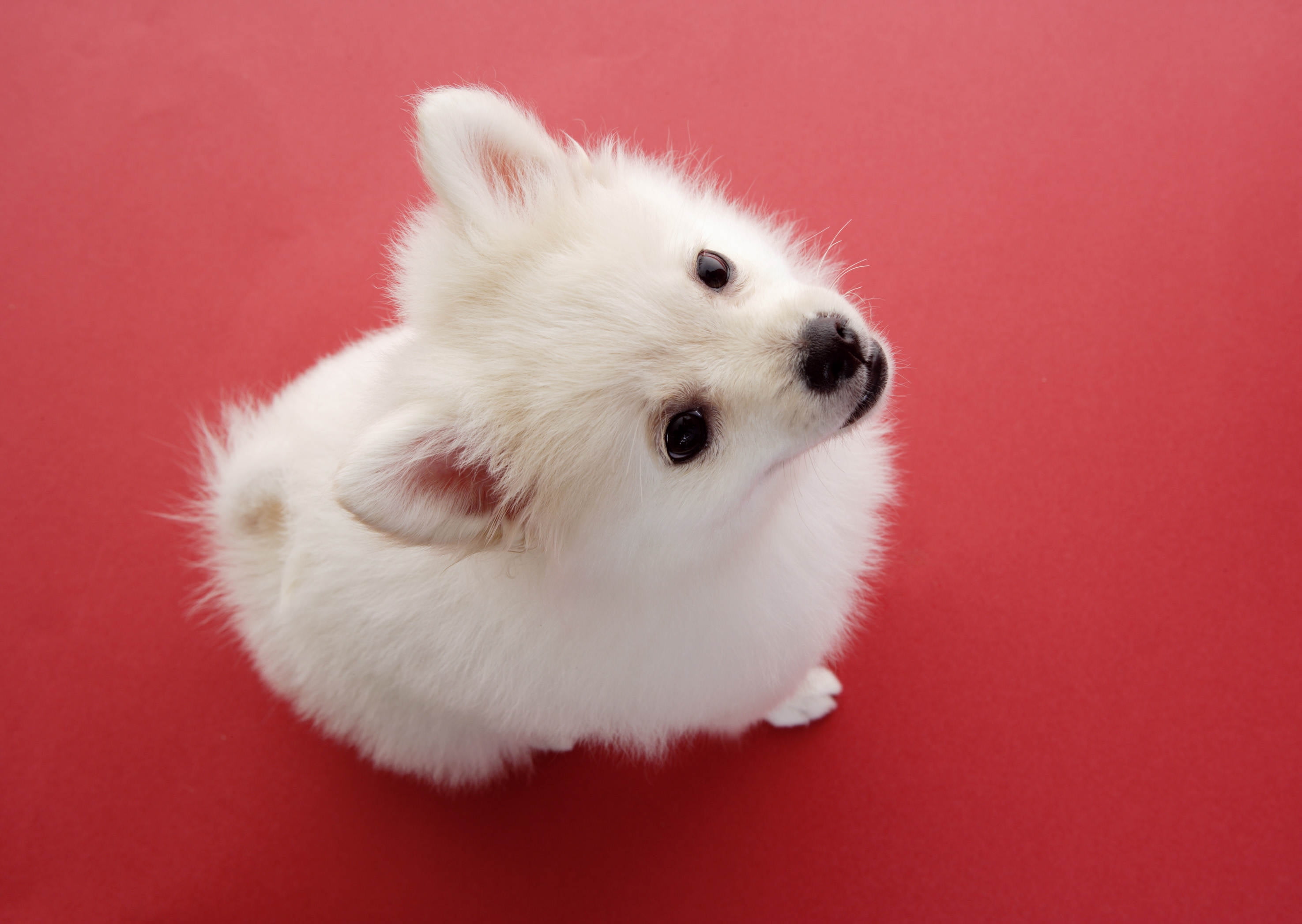photo of white Pomeranian puppy