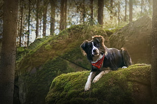 short-coated black and white dog, dog, forest, Border Collie, photography HD wallpaper
