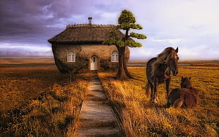 brown wall house and two tan horses on field