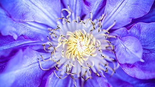 closeup photo of purple petaled flower HD wallpaper