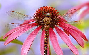 red, white, and black dragonfly perched on pink petaled flower closeup photography