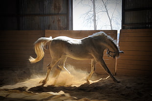 white horse standing beside brown wooden board
