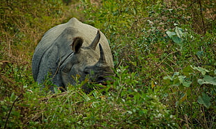 grey rhinoceros in forest HD wallpaper
