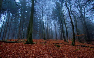 tall trees with fallen leaves on the ground
