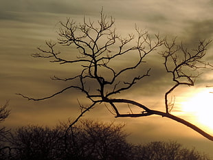 withered tree branch HD wallpaper
