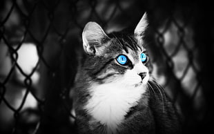 selective colors photography of cat