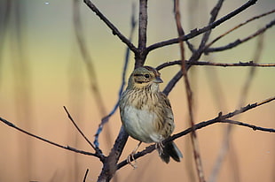 shallow focus photography of brown bird in tree branch, lincoln