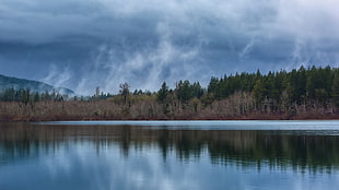 calm body of water and green leaf pine tree lot, lake, clouds, trees, mist