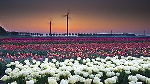 white Tulip flower field with windmills HD wallpaper